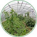 自產(chǎn)自銷(xiāo)，物美價(jià)廉